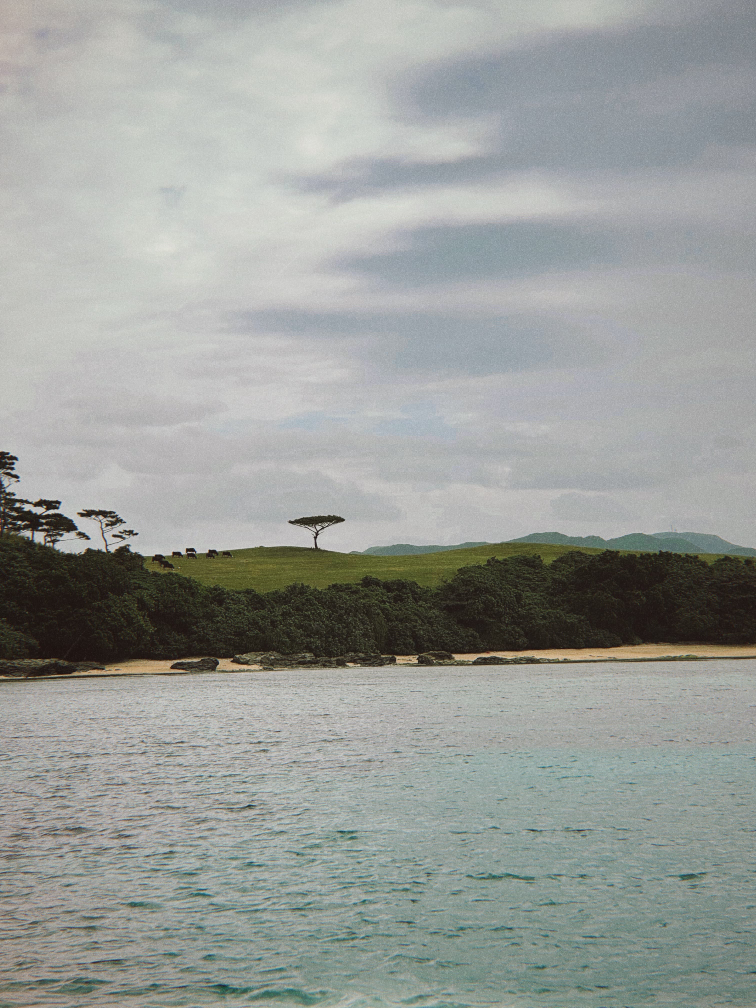 A small island shoreline from the water
