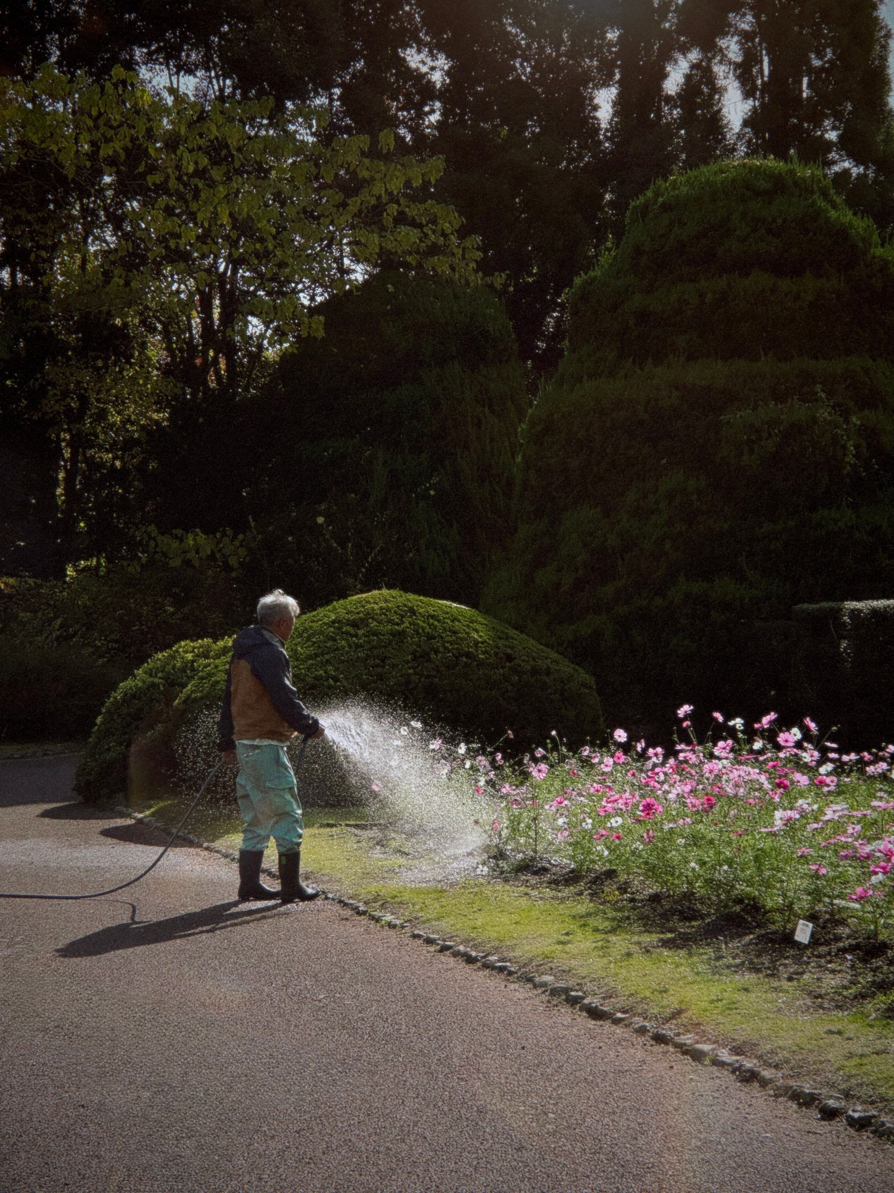 A gardener watering flowers
